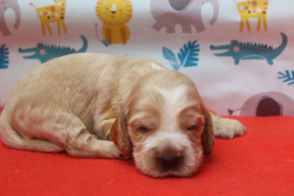 of caniland's dream - Chiots disponibles - Cocker Spaniel Anglais