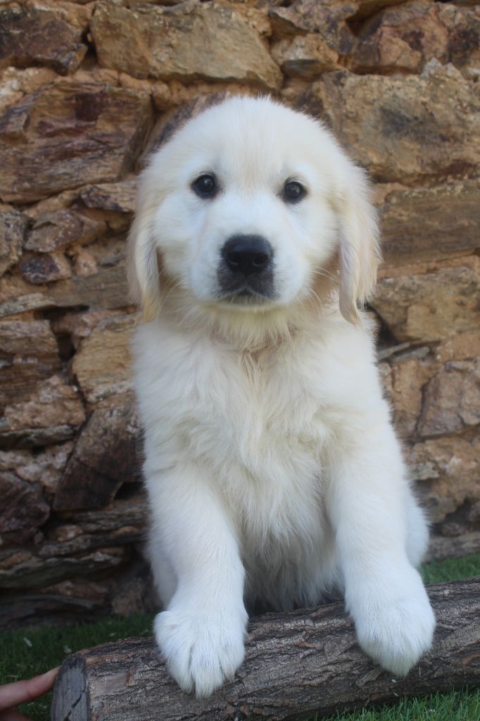 of caniland's dream - Chiots disponibles - Golden Retriever