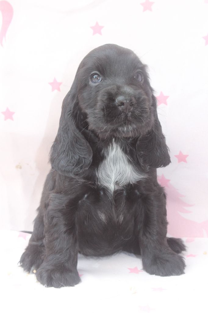 of caniland's dream - Chiots disponibles - Cocker Spaniel Anglais