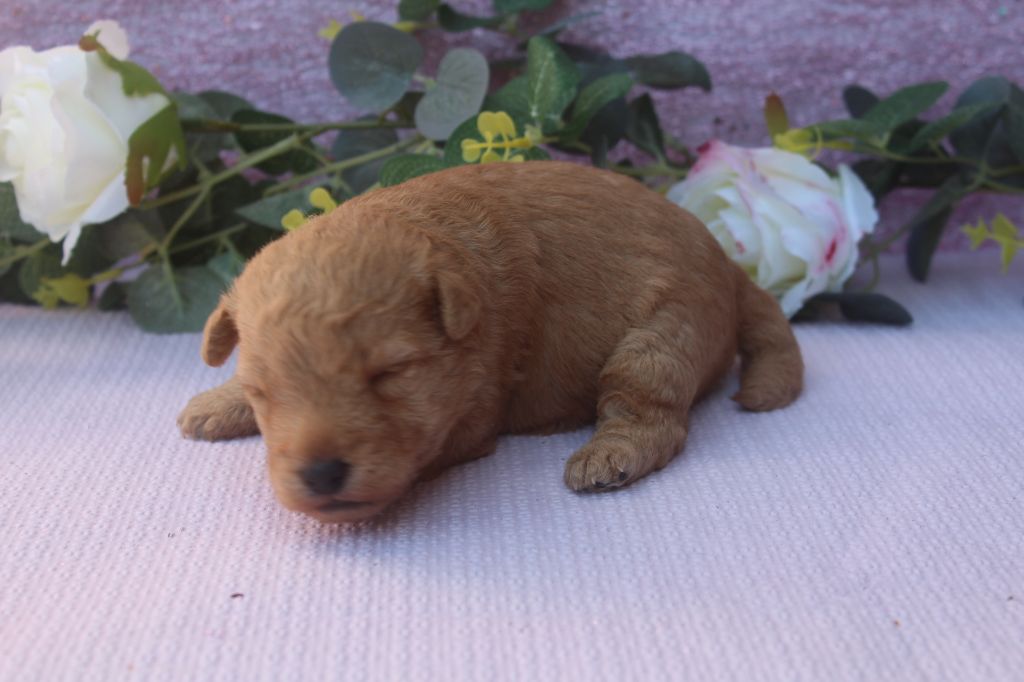 of caniland's dream - Chiots disponibles - Lakeland Terrier