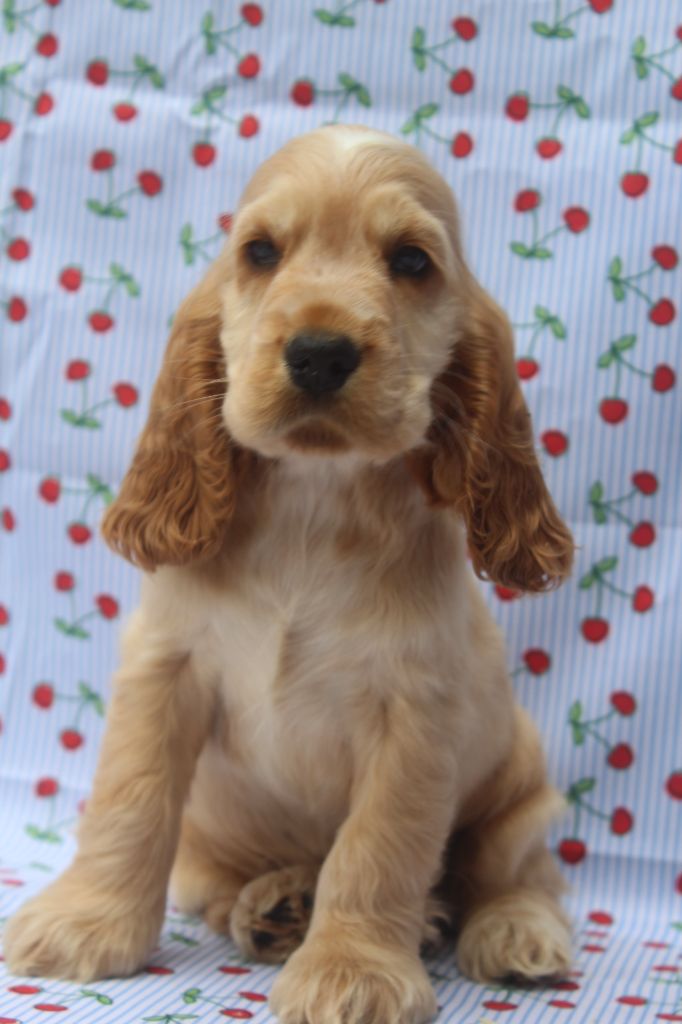 of caniland's dream - Chiots disponibles - Cocker Spaniel Anglais