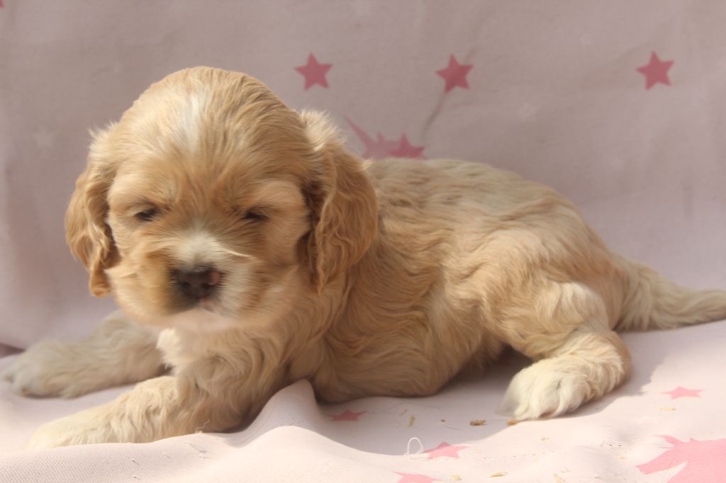 of caniland's dream - Chiots disponibles - American Cocker Spaniel