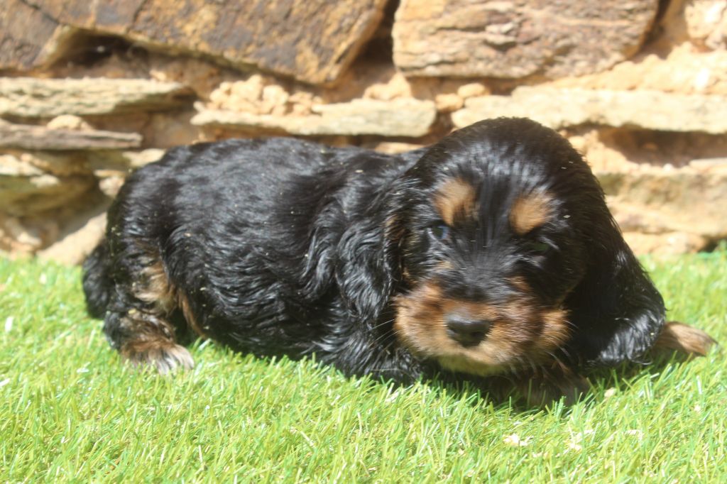of caniland's dream - Chiots disponibles - Cocker Spaniel Anglais