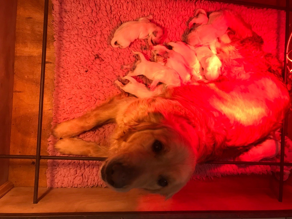 Chiot Golden Retriever of caniland's dream