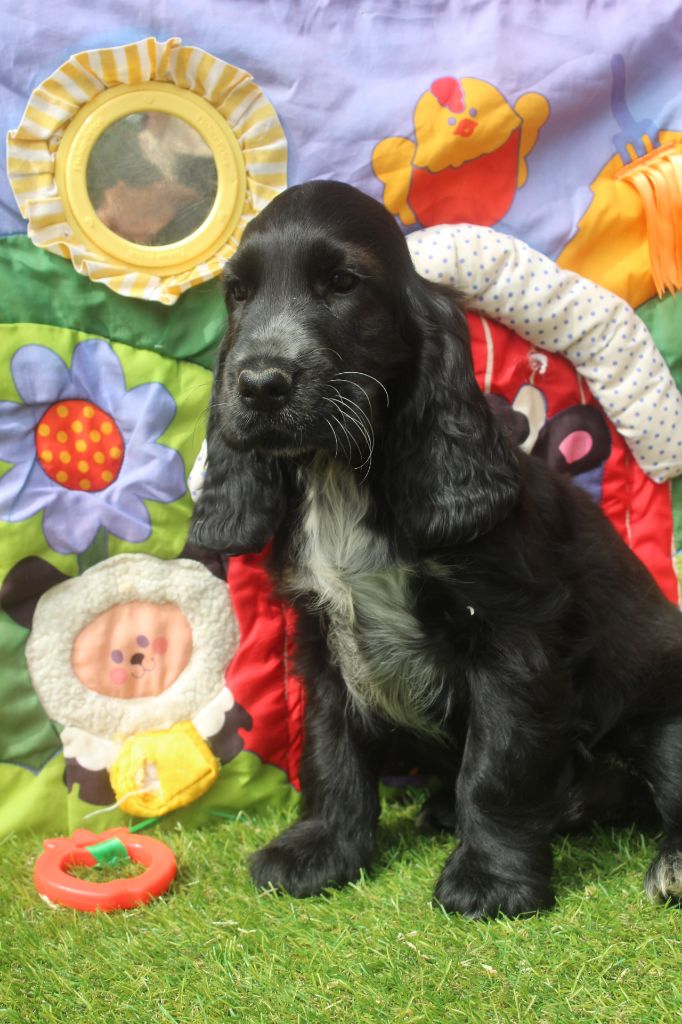 of caniland's dream - Chiots disponibles - Cocker Spaniel Anglais