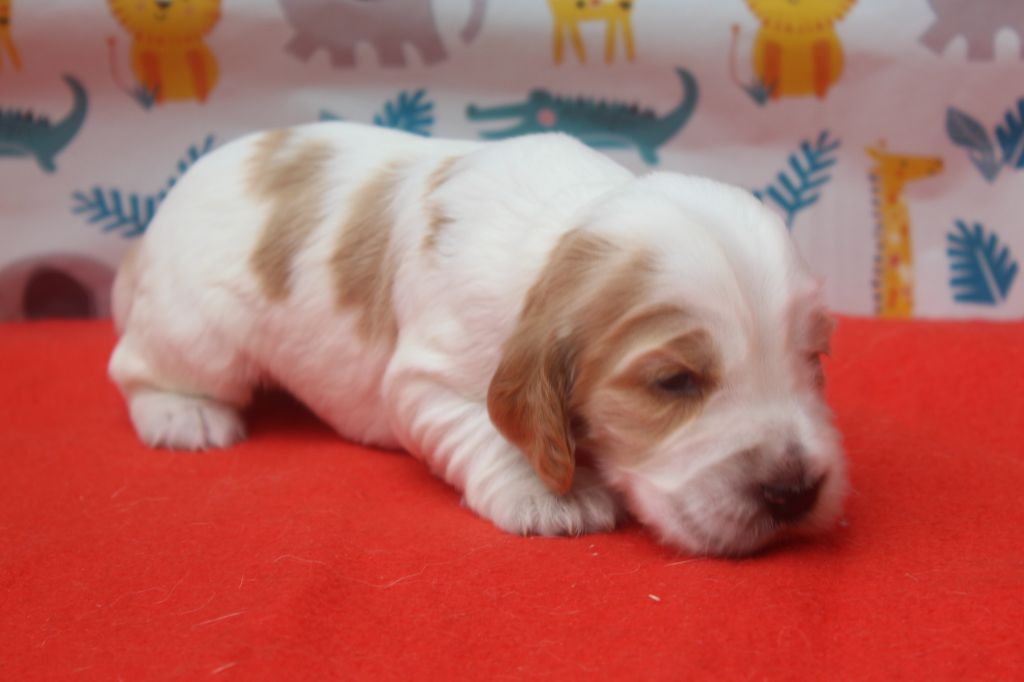 of caniland's dream - Chiots disponibles - Cocker Spaniel Anglais