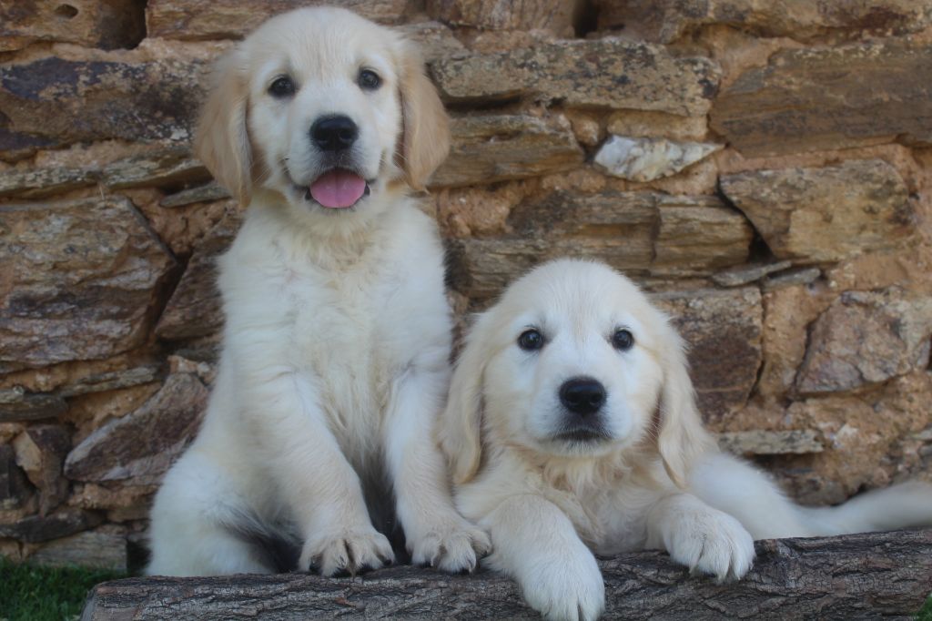 of caniland's dream - Golden Retriever - Portée née le 22/04/2025
