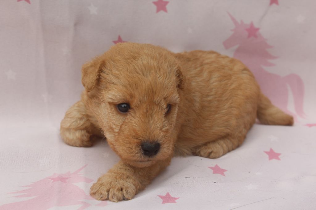 of caniland's dream - Chiots disponibles - Lakeland Terrier