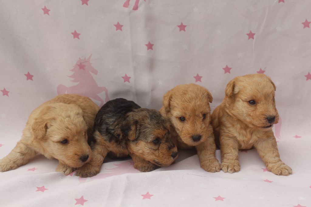 of caniland's dream - Lakeland Terrier - Portée née le 26/07/2025