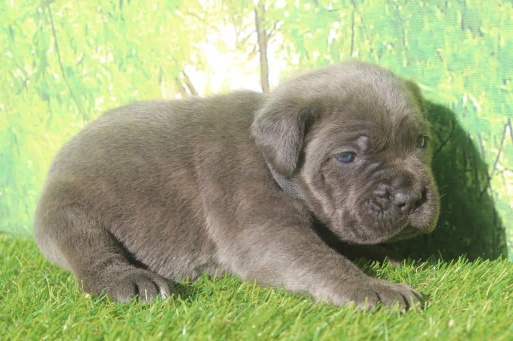 of caniland's dream - Chiots disponibles - Cane Corso
