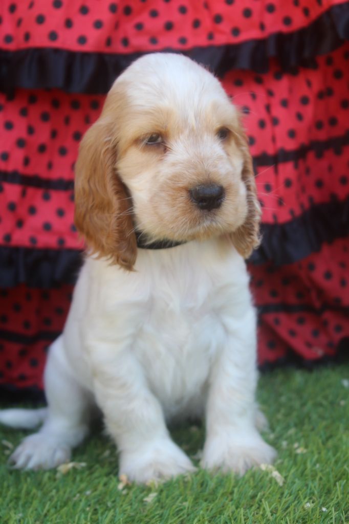 of caniland's dream - Chiots disponibles - Cocker Spaniel Anglais