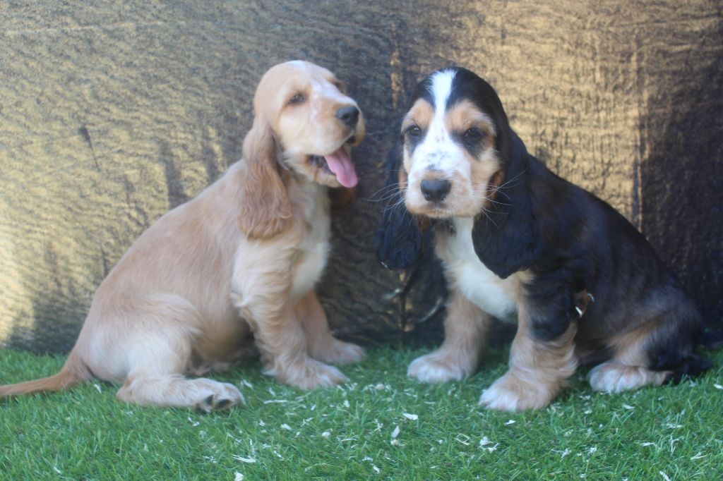 Chiot Cocker Spaniel Anglais of caniland's dream