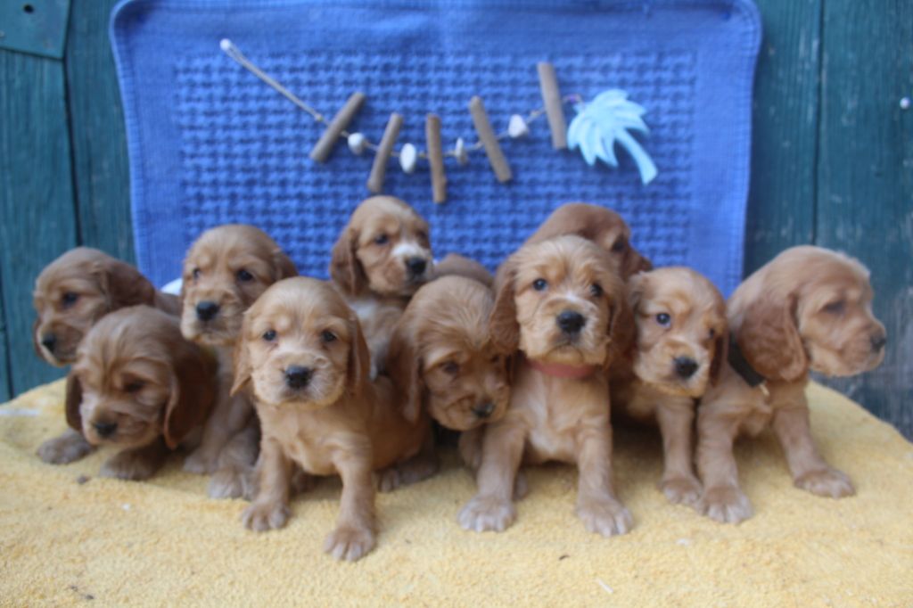 Chiot Cocker Spaniel Anglais of caniland's dream