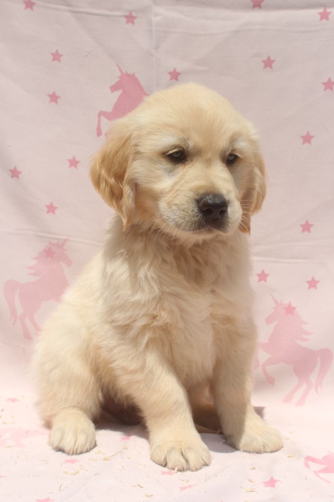 of caniland's dream - Chiots disponibles - Golden Retriever