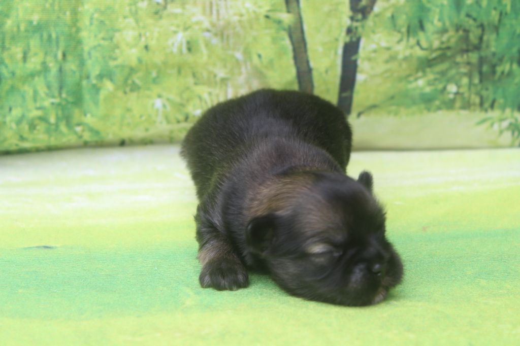 of caniland's dream - Chiots disponibles - Lhassa Apso