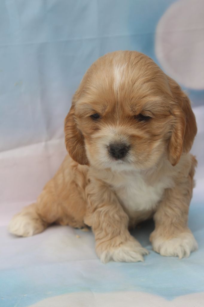 of caniland's dream - Chiots disponibles - American Cocker Spaniel
