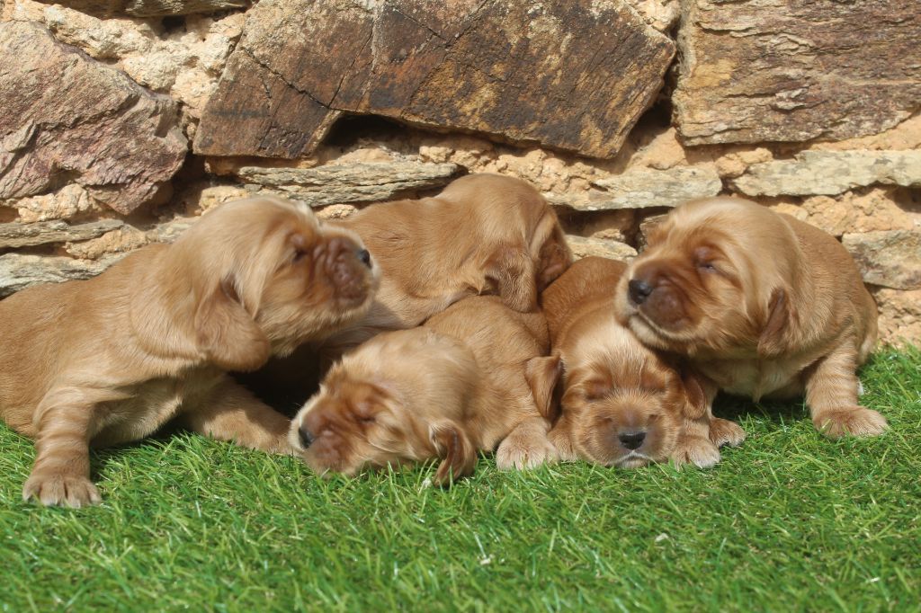 Chiot Cocker Spaniel Anglais of caniland's dream