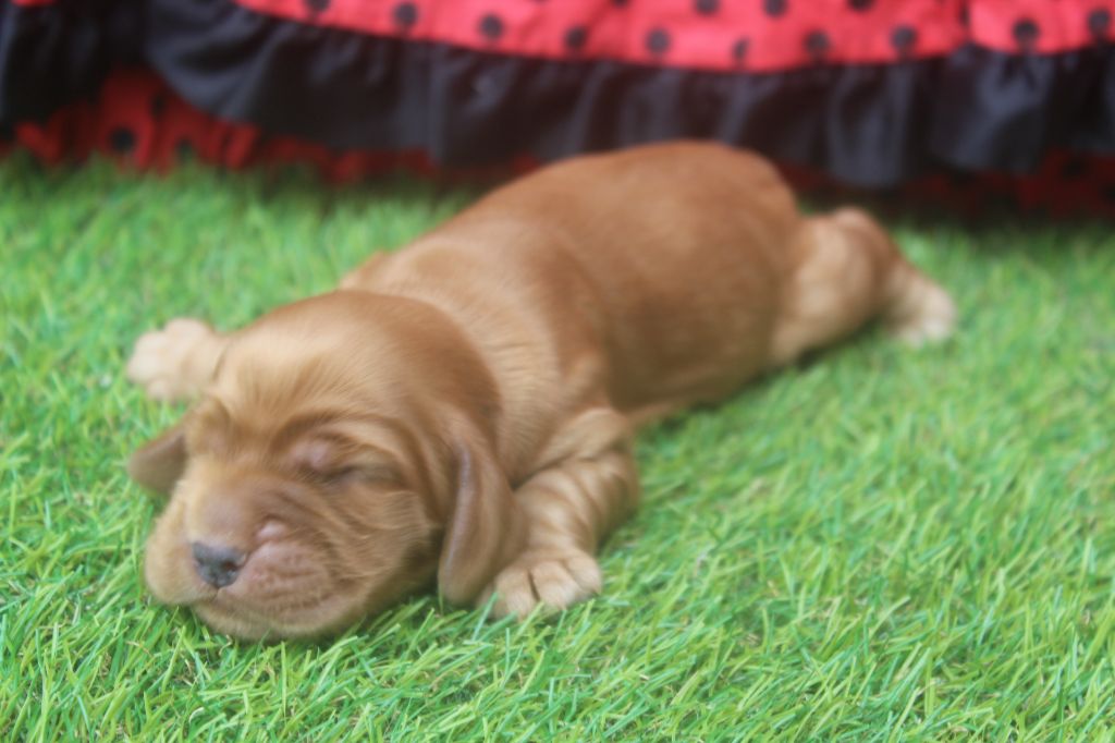 of caniland's dream - Chiots disponibles - Cocker Spaniel Anglais