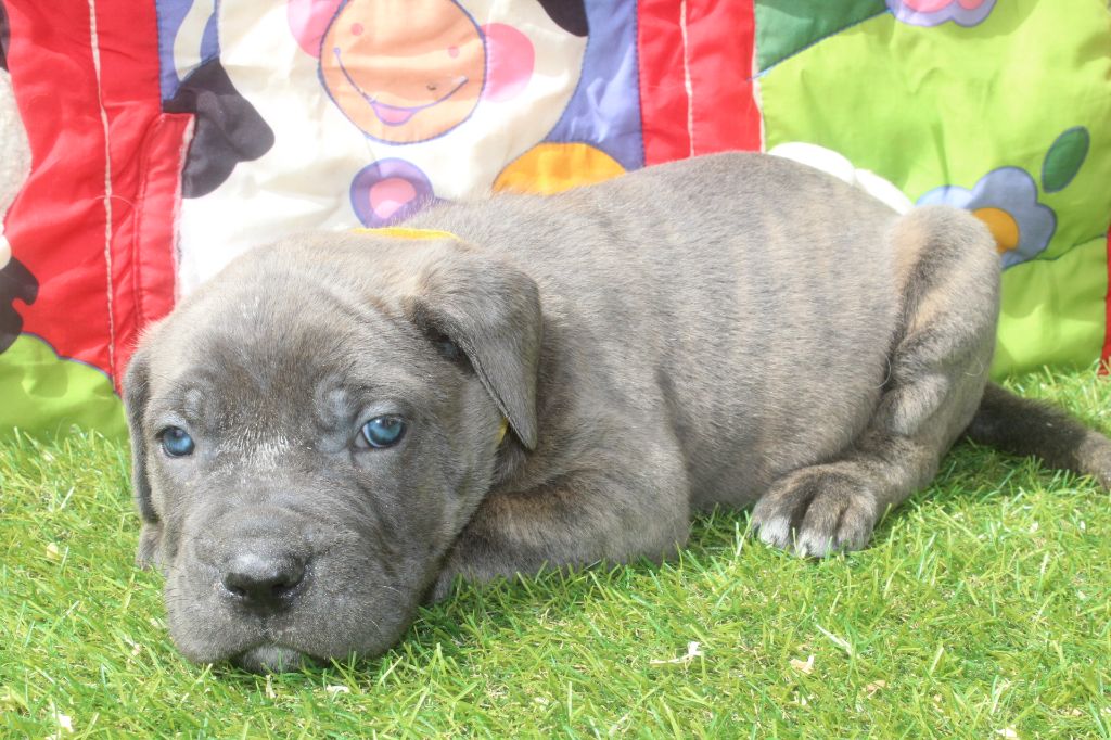 of caniland's dream - Chiots disponibles - Cane Corso
