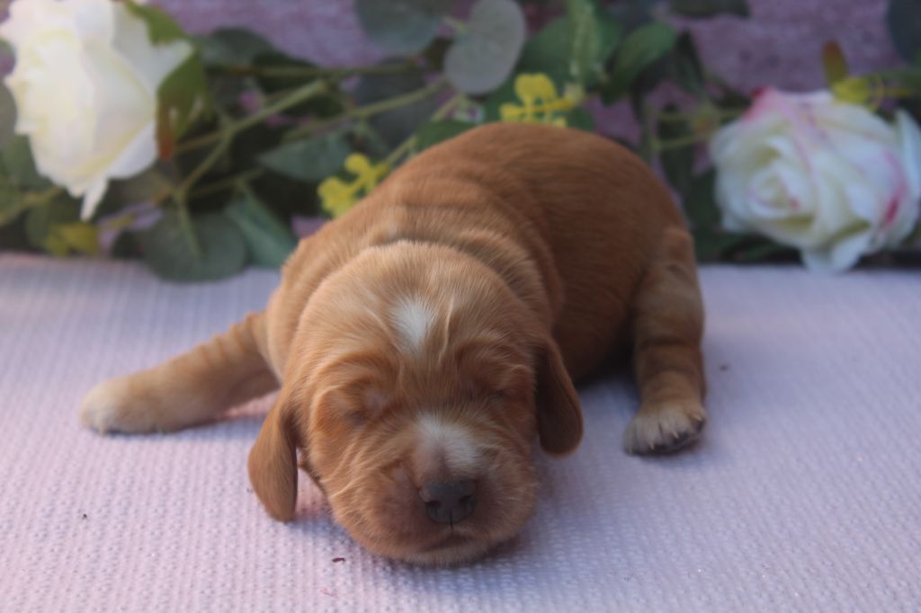 of caniland's dream - Chiots disponibles - Cocker Spaniel Anglais