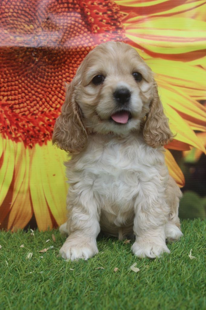 of caniland's dream - Chiots disponibles - American Cocker Spaniel