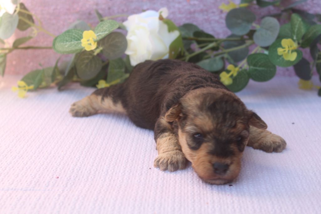 of caniland's dream - Chiots disponibles - Lakeland Terrier