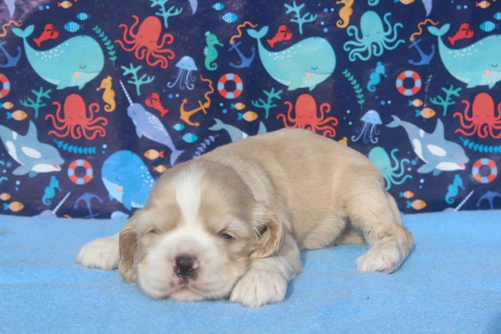 of caniland's dream - Chiots disponibles - American Cocker Spaniel