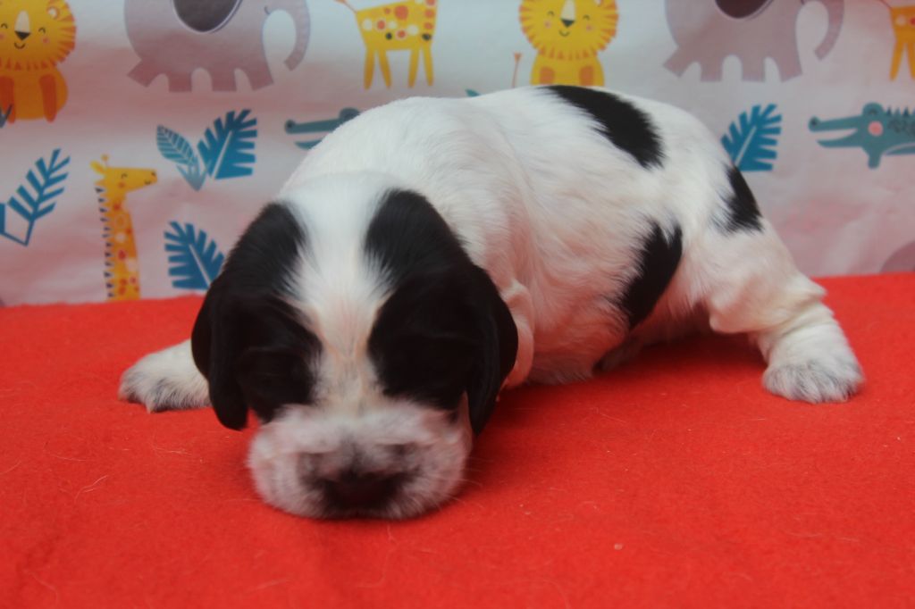 of caniland's dream - Chiots disponibles - Cocker Spaniel Anglais