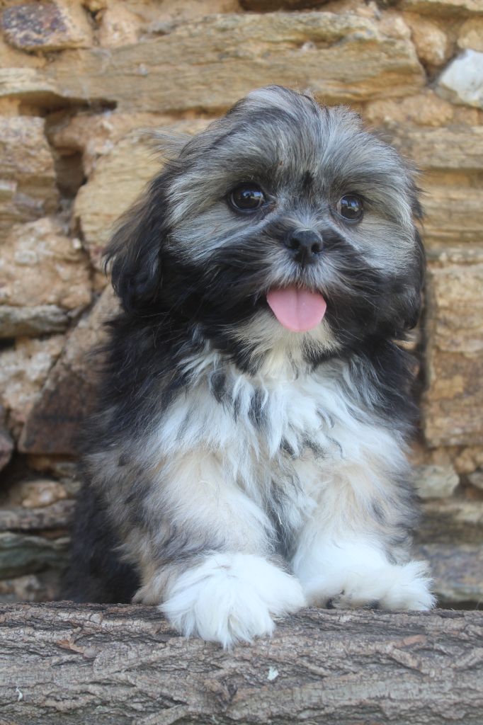 of caniland's dream - Chiots disponibles - Lhassa Apso