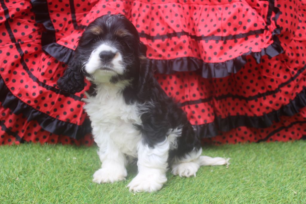 of caniland's dream - Chiots disponibles - American Cocker Spaniel