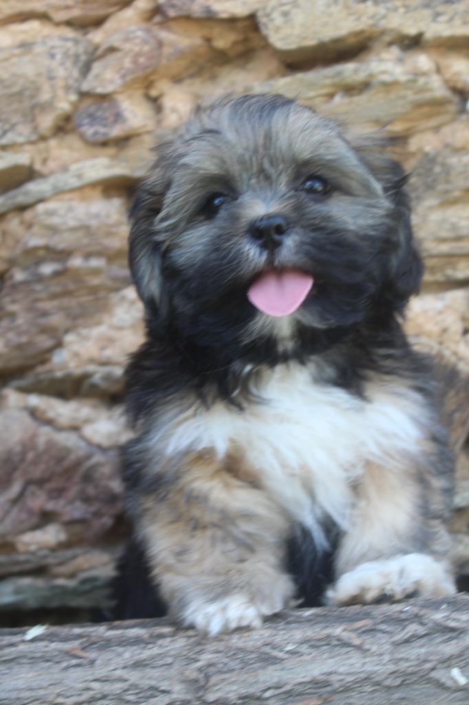 of caniland's dream - Chiots disponibles - Lhassa Apso
