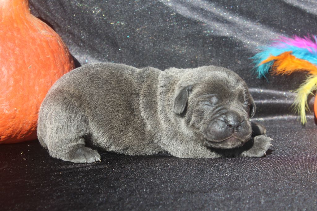 of caniland's dream - Chiots disponibles - Cane Corso