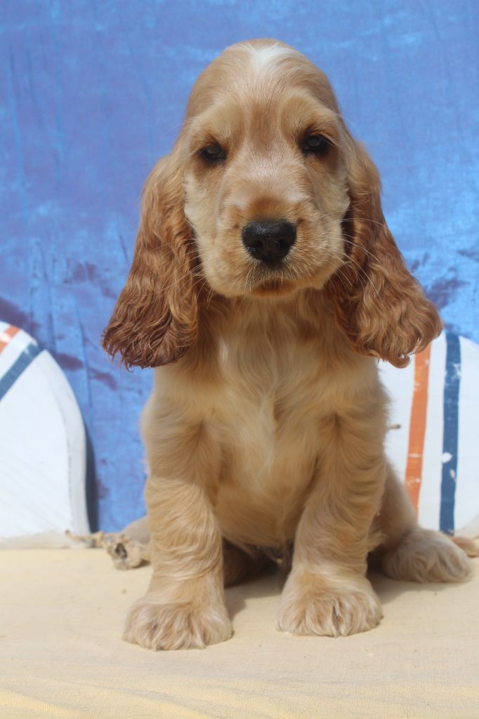 of caniland's dream - Chiots disponibles - Cocker Spaniel Anglais