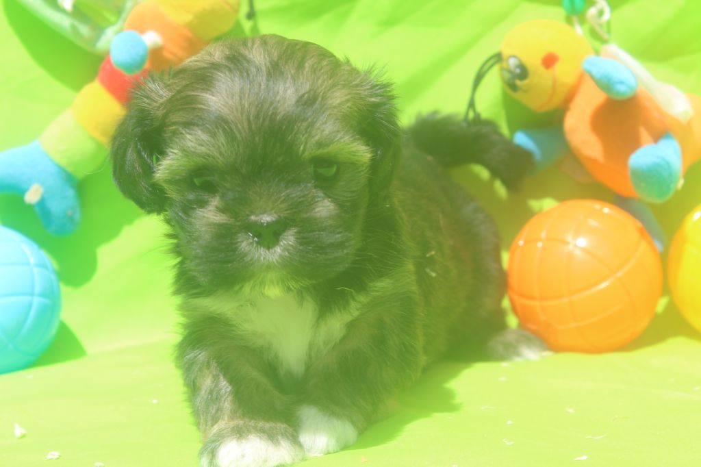 of caniland's dream - Chiots disponibles - Lhassa Apso