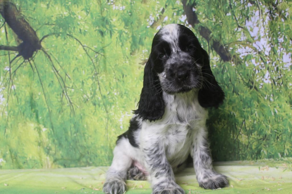of caniland's dream - Chiots disponibles - Cocker Spaniel Anglais