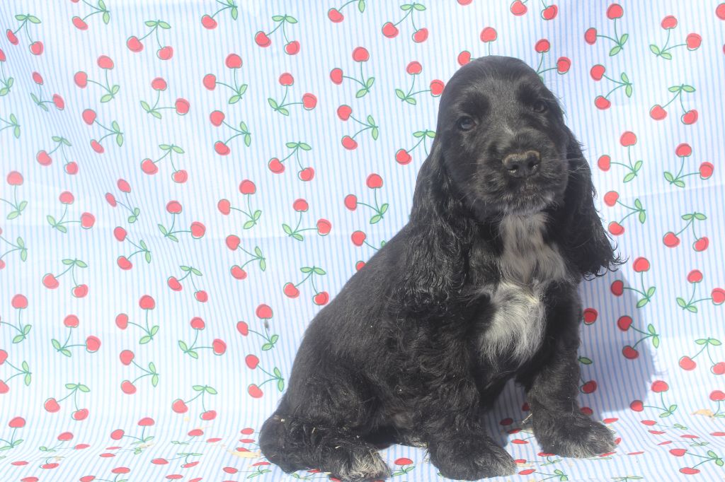 of caniland's dream - Chiots disponibles - Cocker Spaniel Anglais