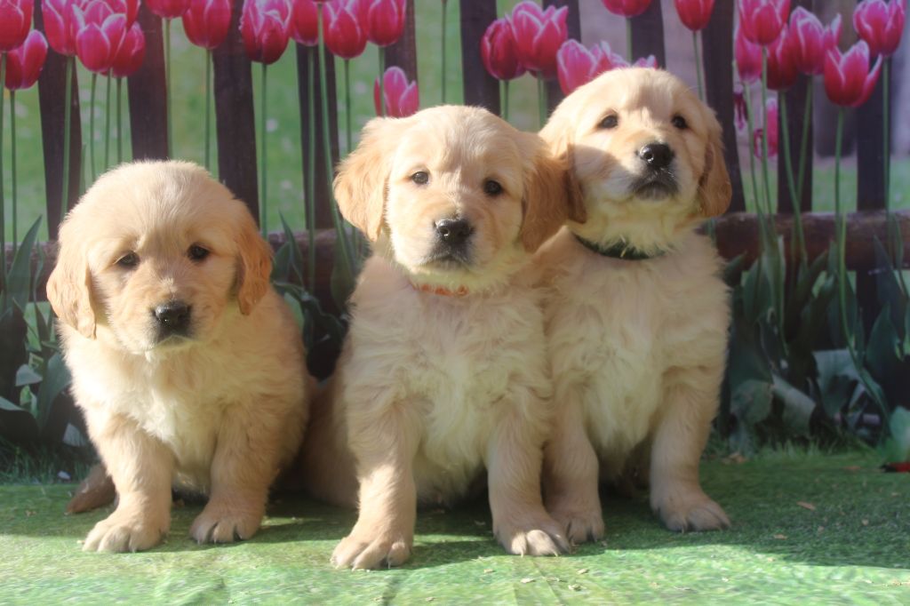 Chiot Golden Retriever of caniland's dream