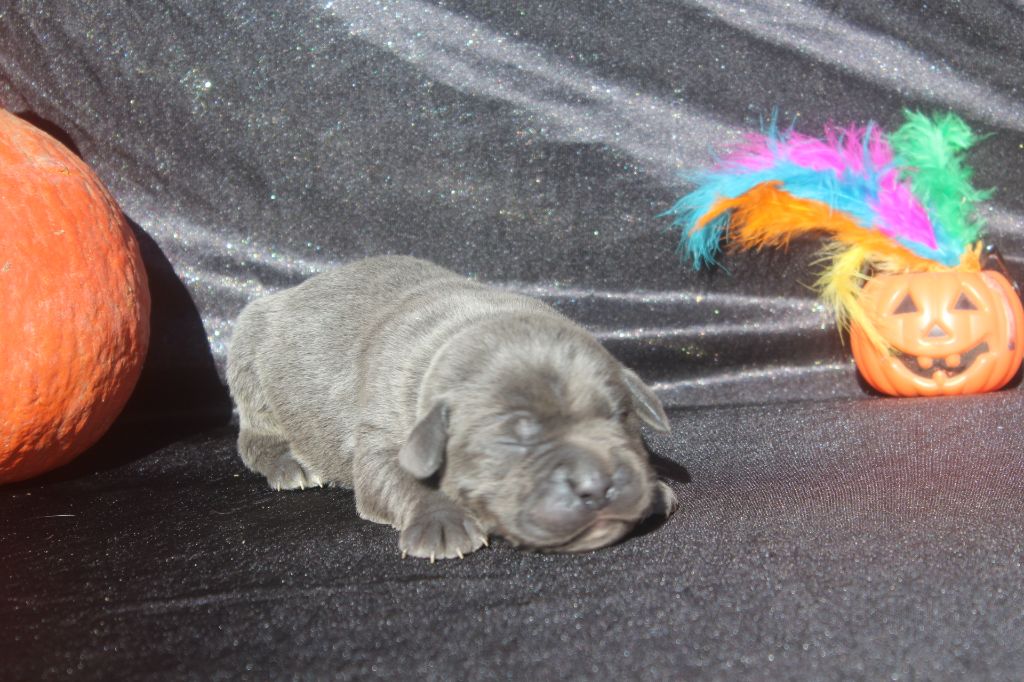 of caniland's dream - Chiots disponibles - Cane Corso