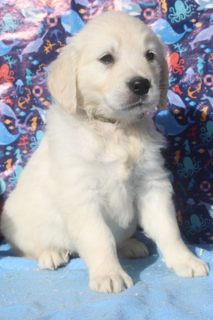of caniland's dream - Chiots disponibles - Golden Retriever