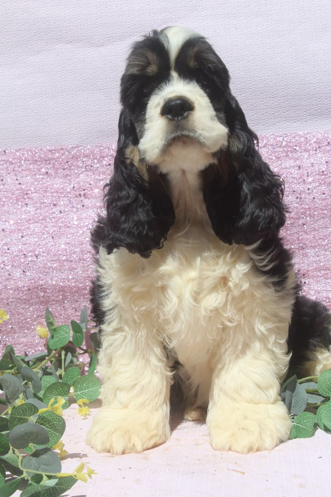 of caniland's dream - Chiots disponibles - American Cocker Spaniel