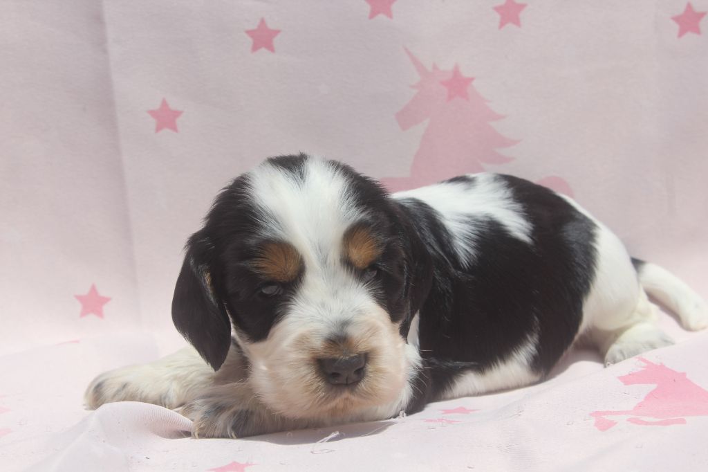 of caniland's dream - Chiots disponibles - Cocker Spaniel Anglais