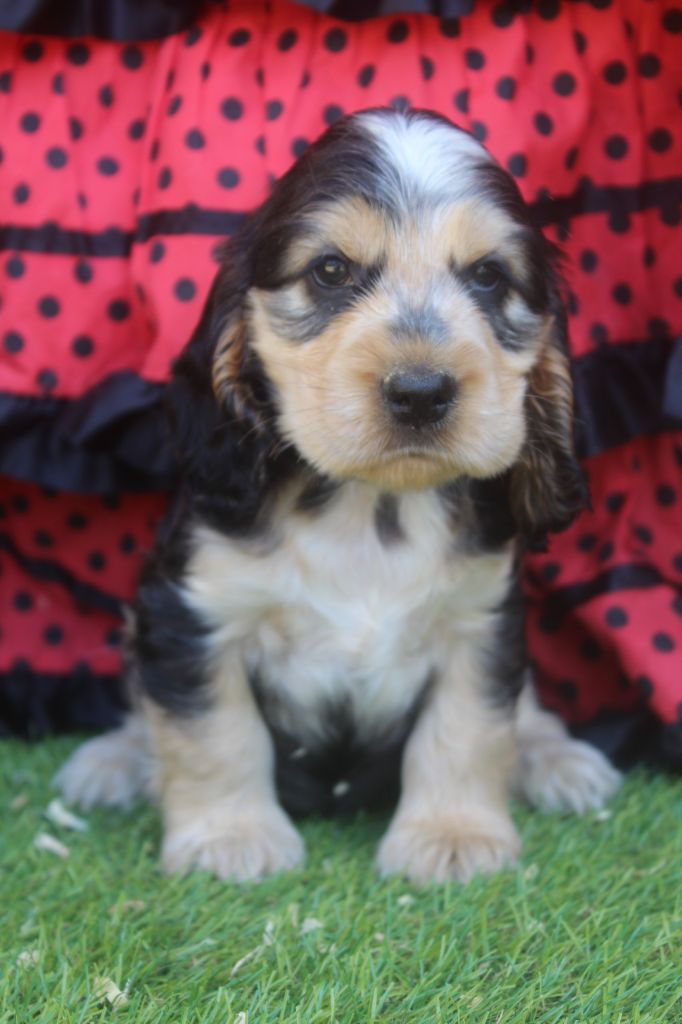 of caniland's dream - Chiots disponibles - Cocker Spaniel Anglais
