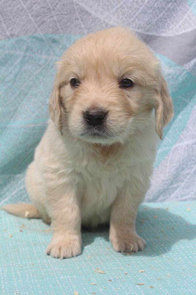 of caniland's dream - Chiots disponibles - Golden Retriever