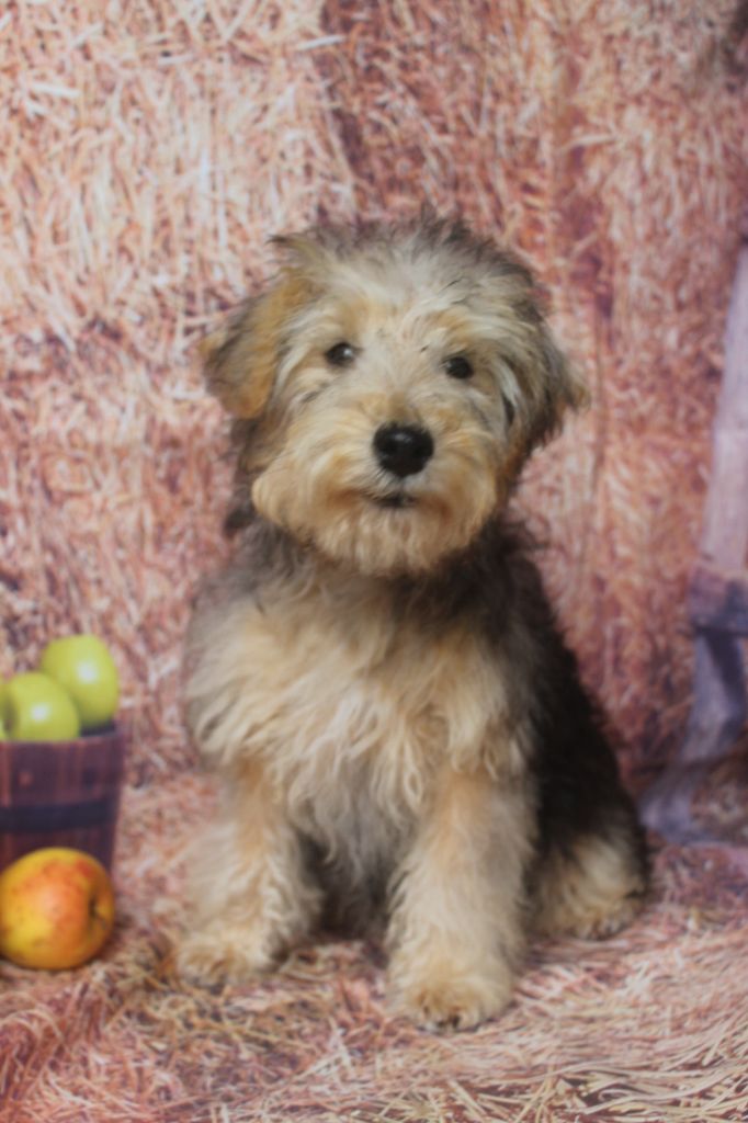 of caniland's dream - Chiots disponibles - Lakeland Terrier