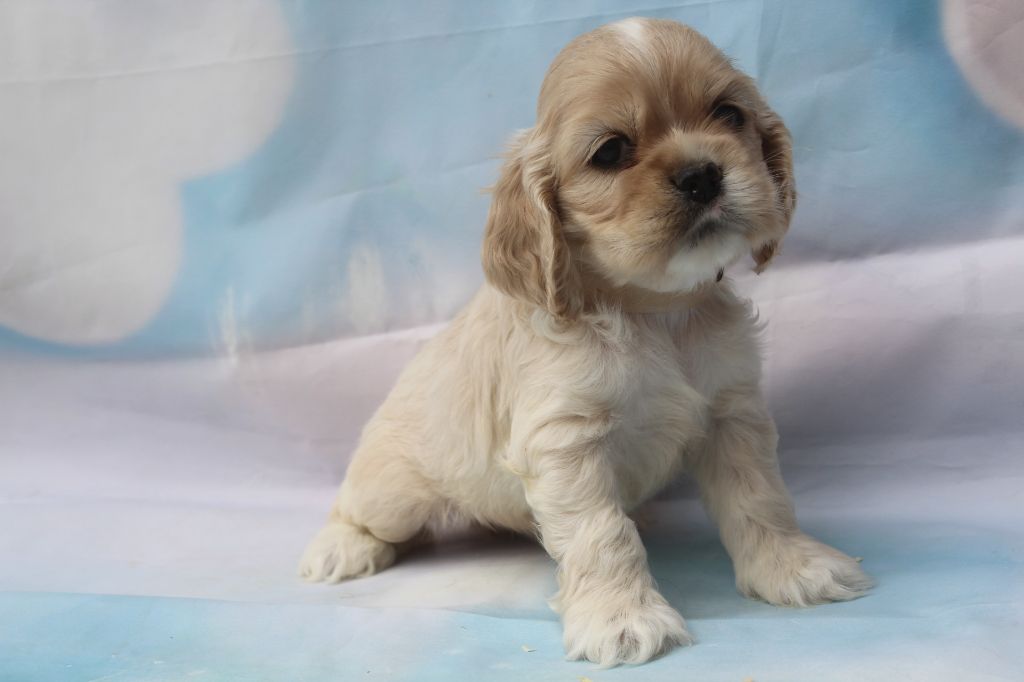 of caniland's dream - Chiots disponibles - American Cocker Spaniel