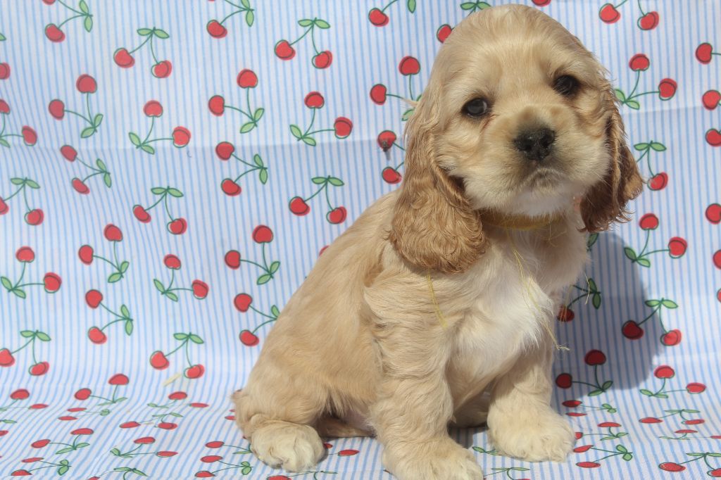 of caniland's dream - Chiots disponibles - American Cocker Spaniel