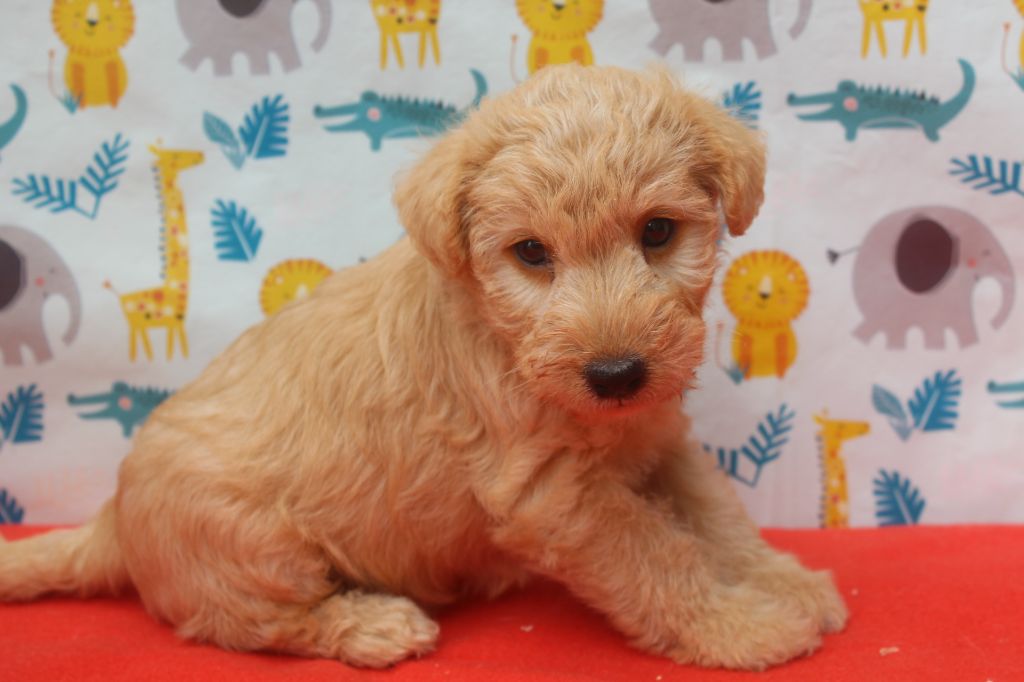 of caniland's dream - Chiots disponibles - Lakeland Terrier