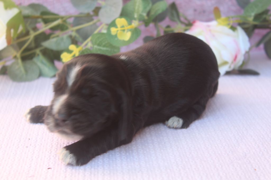 of caniland's dream - Chiots disponibles - Cocker Spaniel Anglais