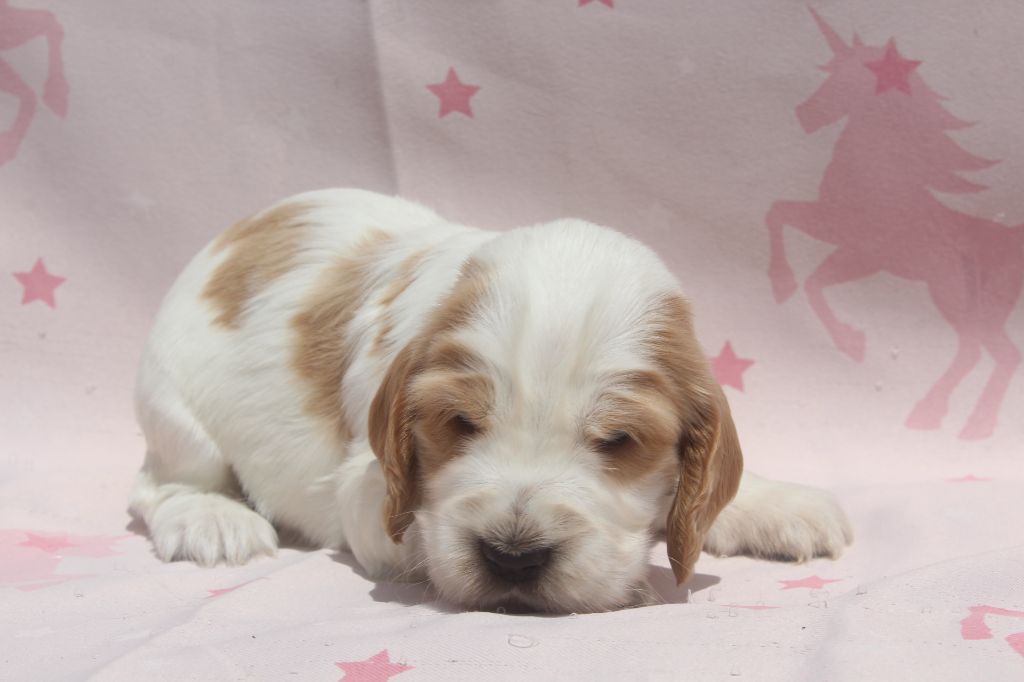 of caniland's dream - Chiots disponibles - Cocker Spaniel Anglais