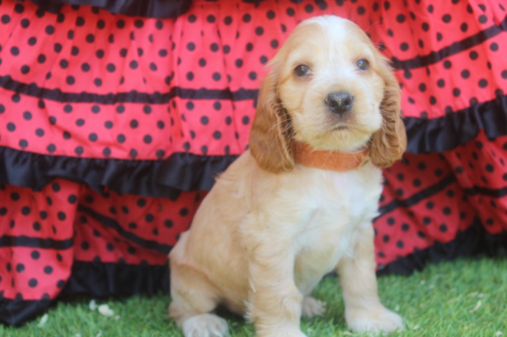 of caniland's dream - Chiots disponibles - Cocker Spaniel Anglais